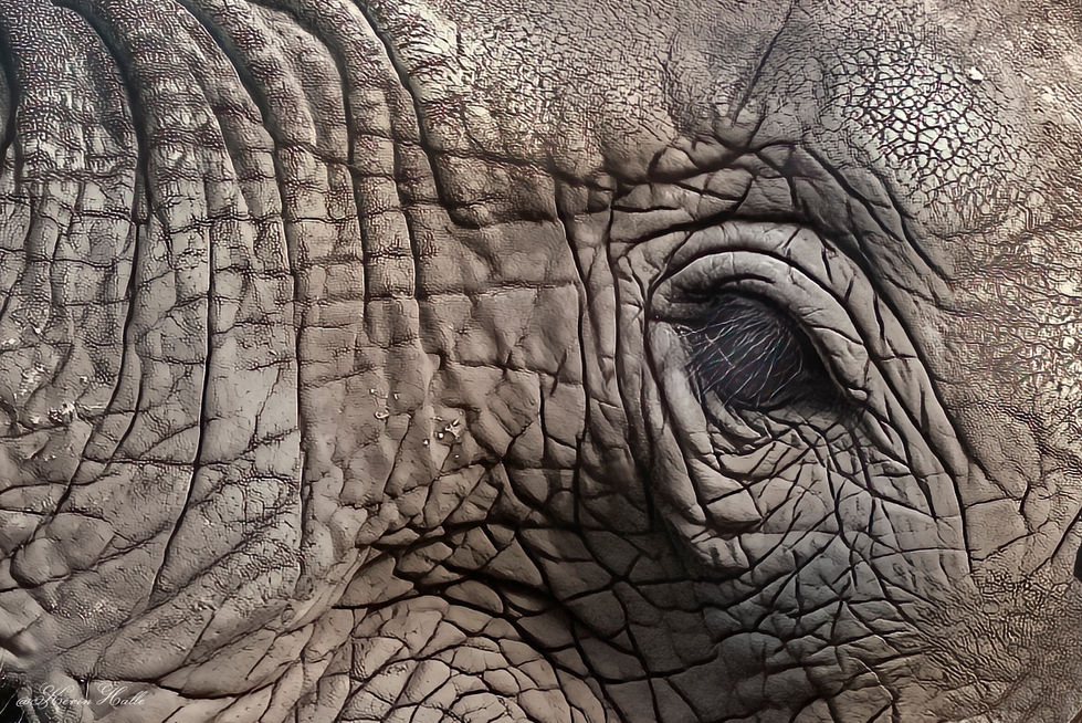 ElephantEye-1