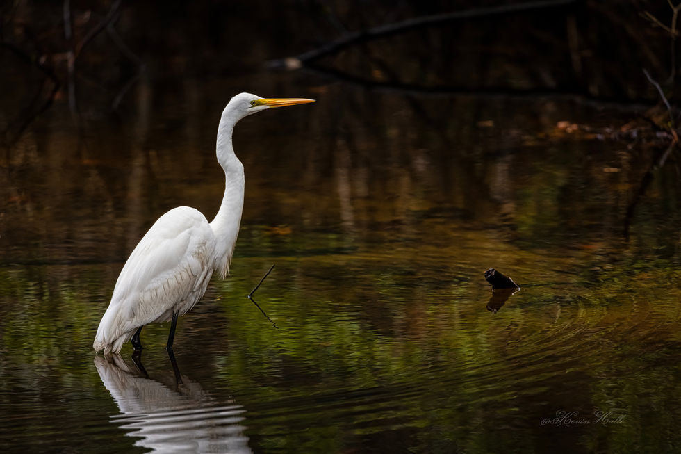 EgretPosing-1