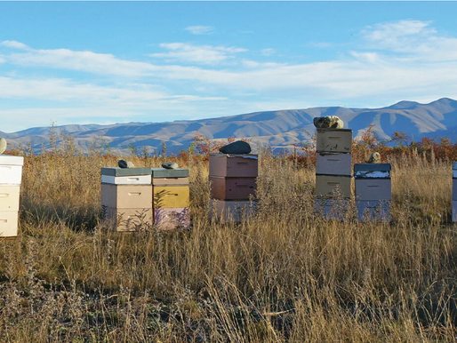 To bee, or not to bee