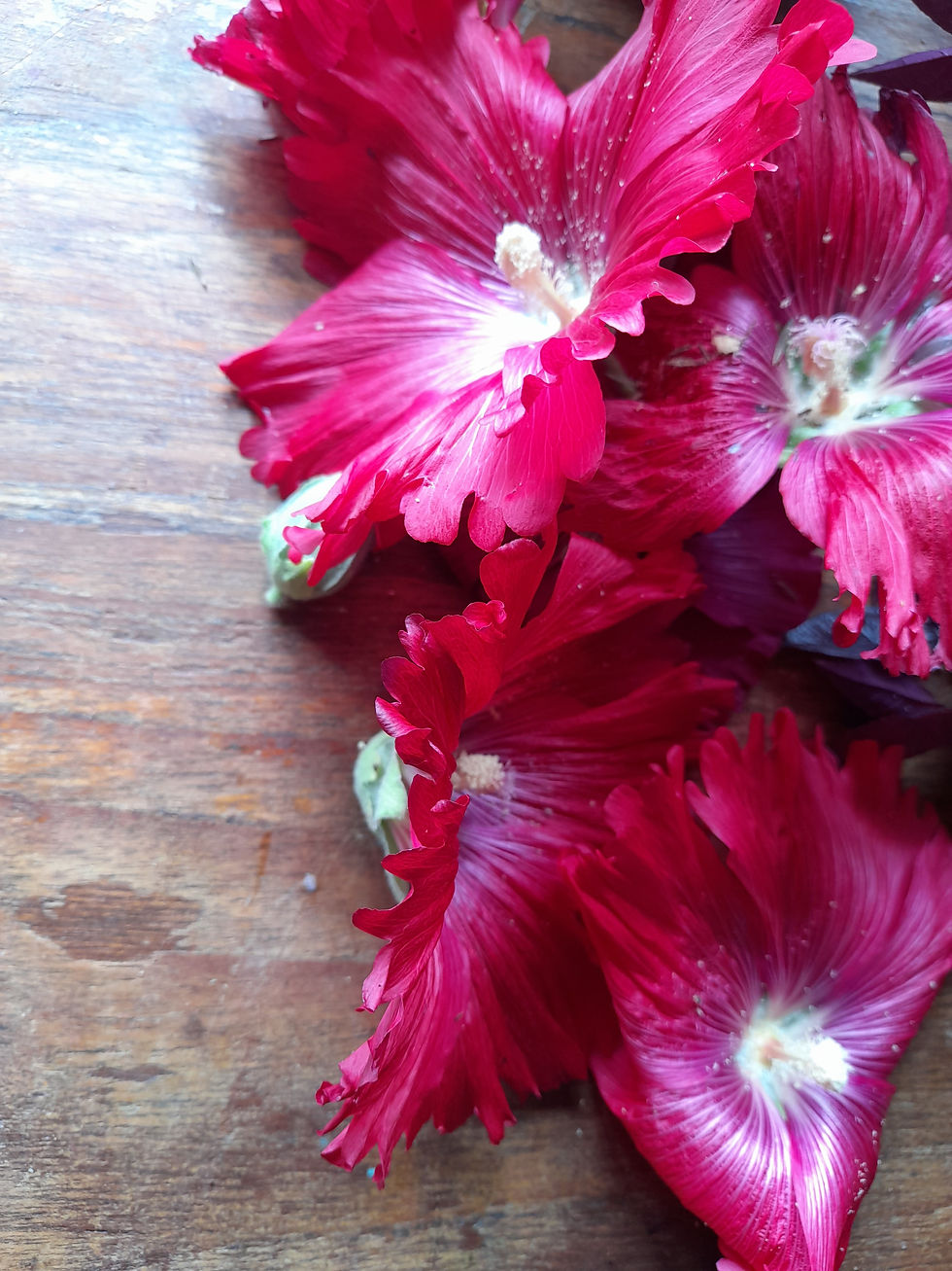 Thumbnail: Dark Hollyhock flowers