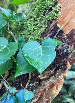 Heart shape ivy leaf with water drops