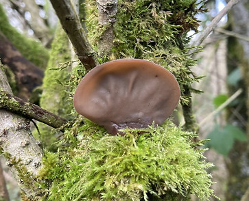 Ear shaped jelly ear fungus and moss