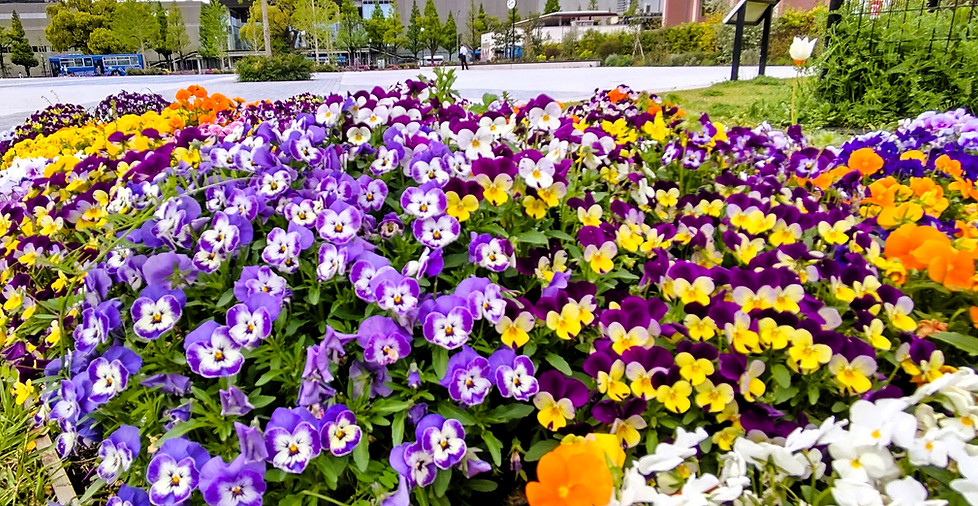 DSC_0162c_edited.jpg