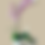 Thumbnail: Phalaenopsis Orchid Plant