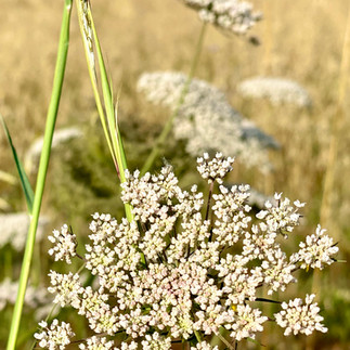 Delicate white flowers as inspiration for a pattered wallpaper or textile