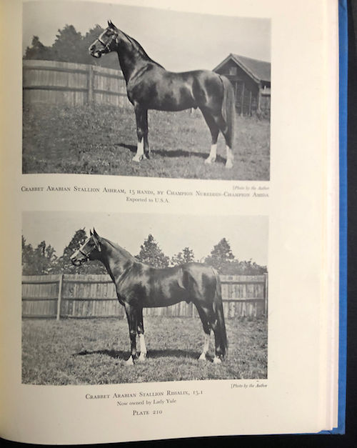 Thumbnail: The Authentic Arabian Horse - 2nd Edition 1962