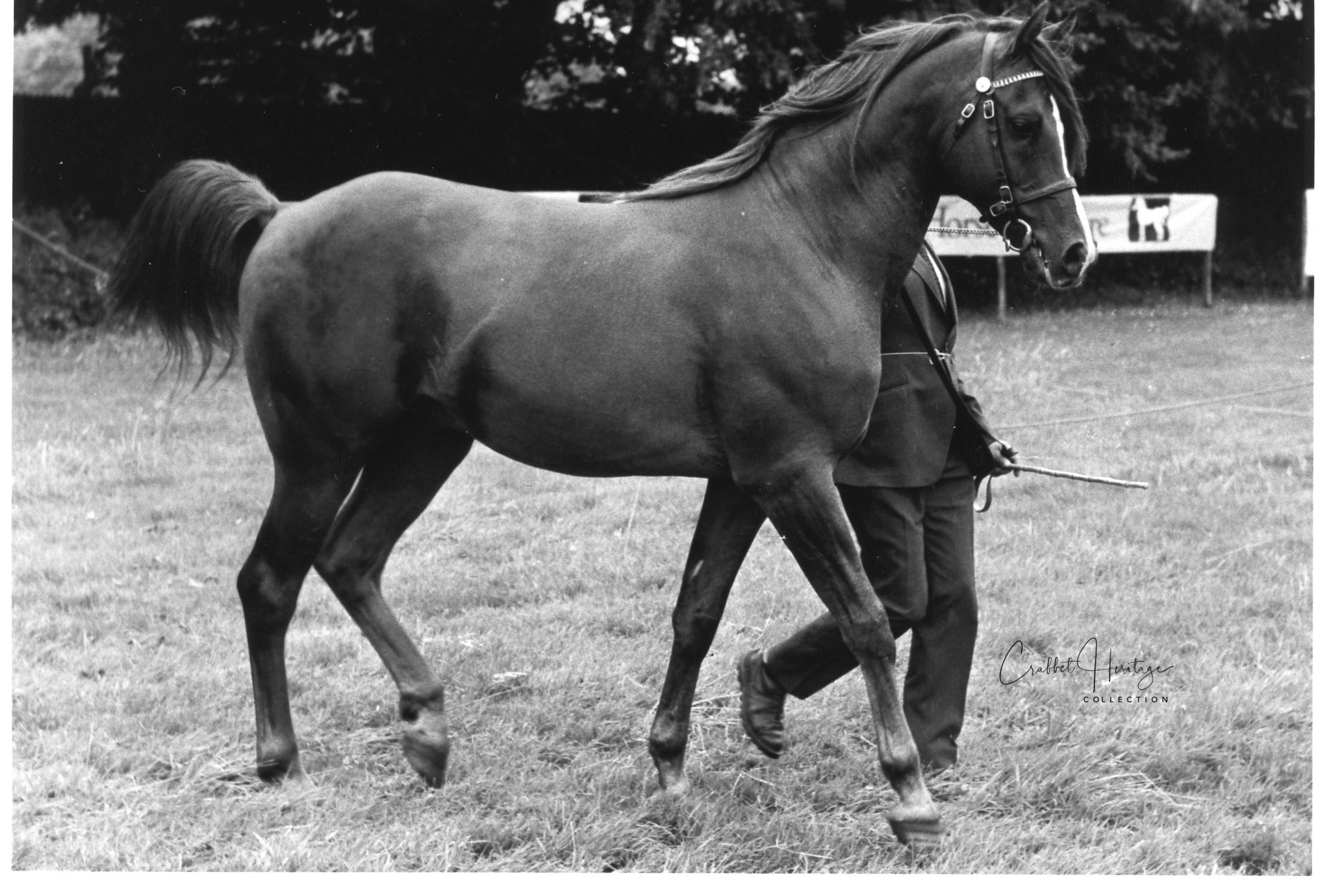 Crabbet Arabian United Kingdom Crabbet Heritage