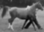 Dalika 1963 (Dargee x SIlver Gilt) pictured in 1965.jpg