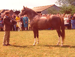 Taqah Crabbet Stallion