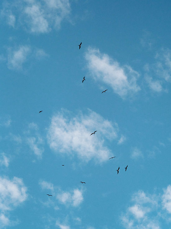 flock-flying-galapagos-petrels-galapagos-islands.jpg