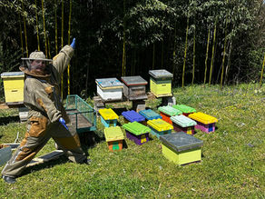 Picking Up Your Nucleus Colony: The Complete Guide