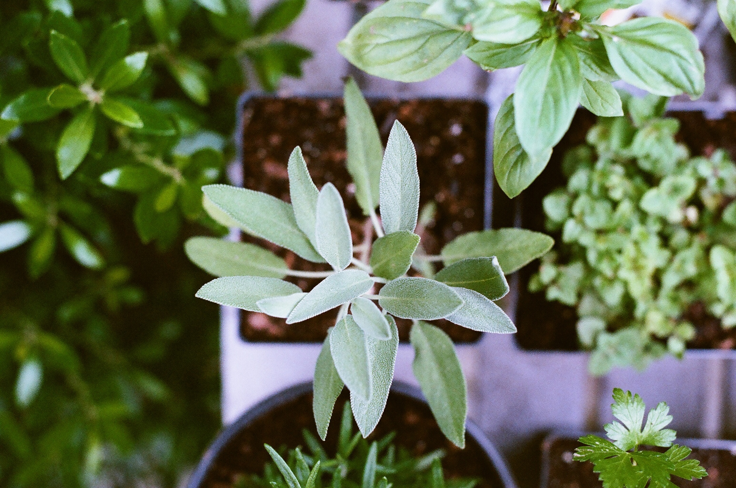 Vegetable & Herb Garden Design