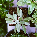 Potted Herb Plants