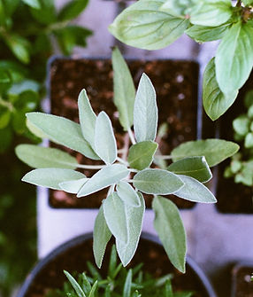 Potted Herb Plants