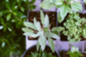 Herb Plants