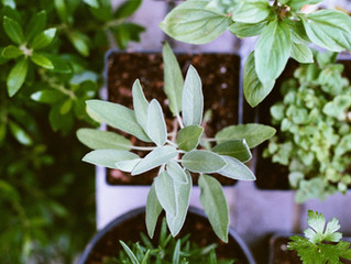 Herbs for the Immune System under Distress
