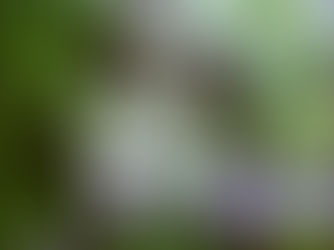 Plant Adaptogens: Nature’s Secret to Stress, Focus & Hormone Health