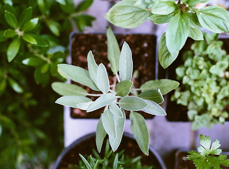 Herb Plants