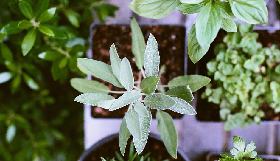 Herb Plants