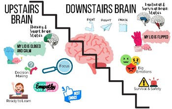 Understanding the Brain: Comparing the 'Upstairs Brain' of Calm and Decision-Making with the 'Downstairs Brain' of Emotional Survival Responses.