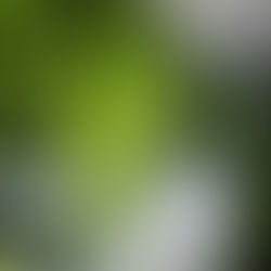 Bài trí không gian tiểu cảnh 