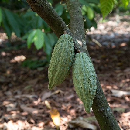 Cacao Criollo