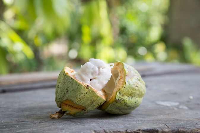 Mazorca Cacao