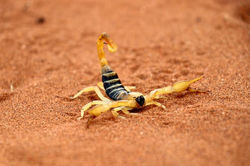 Scorpion - stings are not poisonous but painful