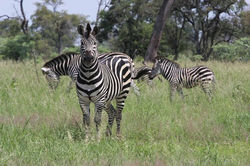 Grazing Zebras