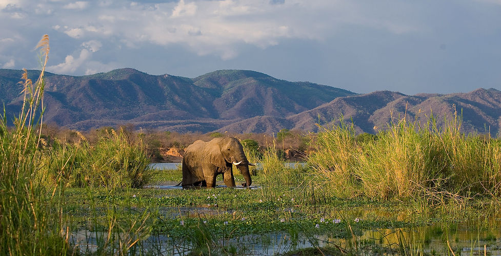 Elephant wading in water with mountains in the background during daytime