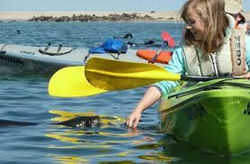 Playing with seal at Walvis Bay lagoon