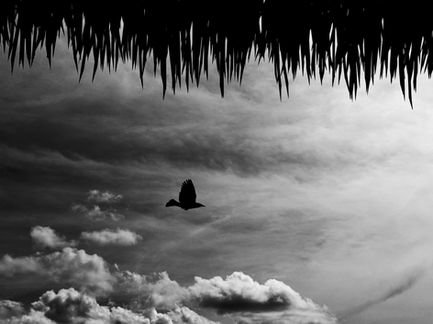 bird silhouettes