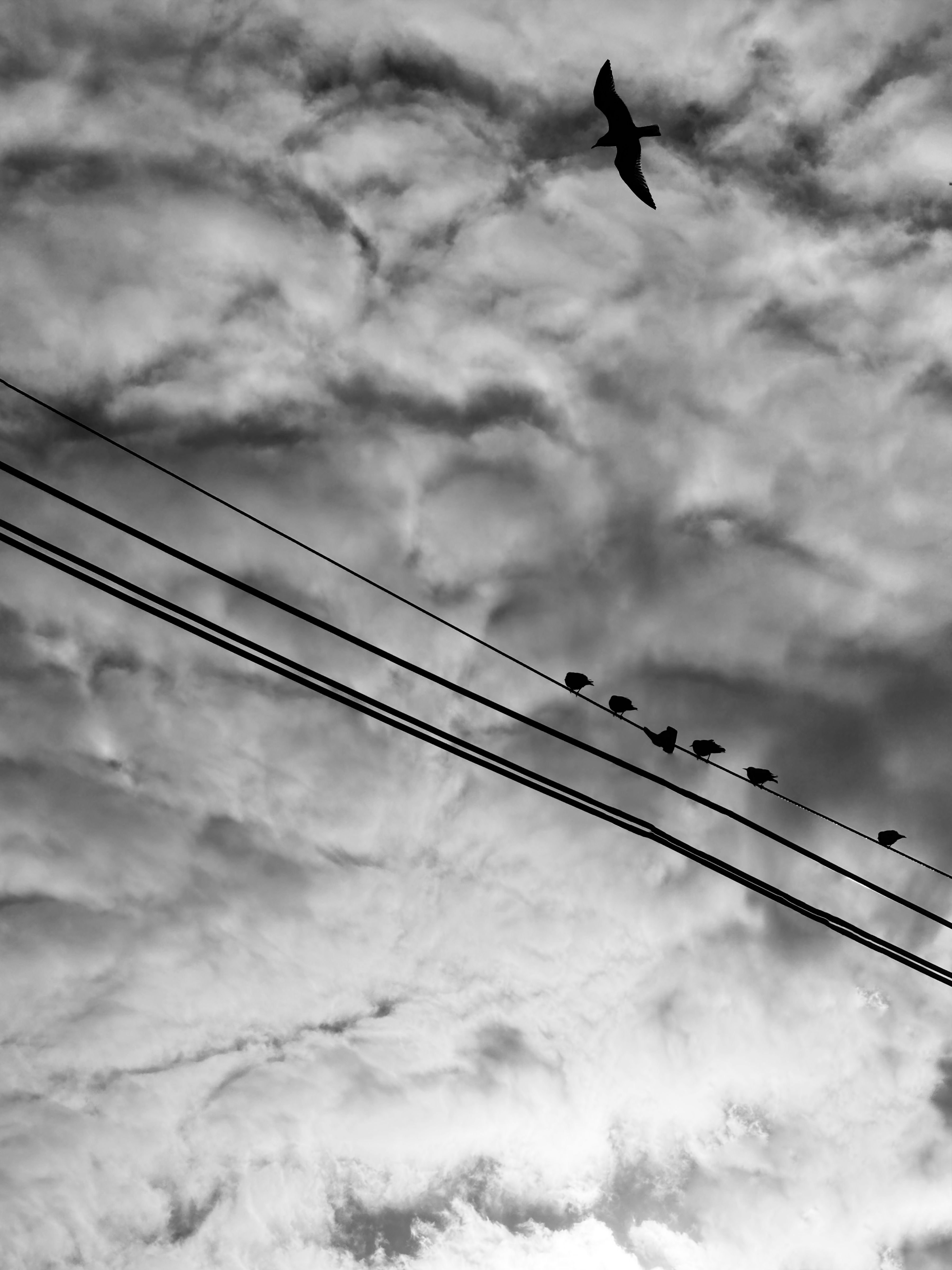 Freedom Forty-Three