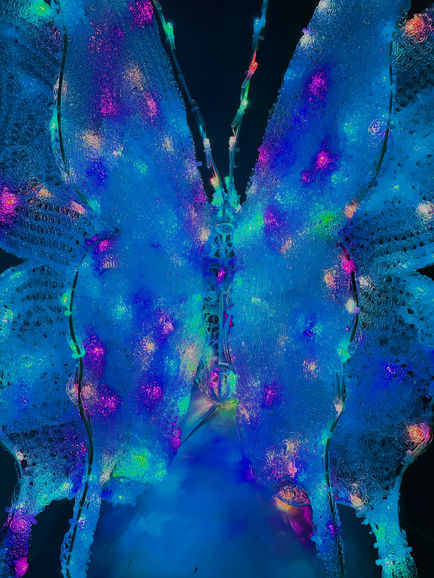 butterfly lights color