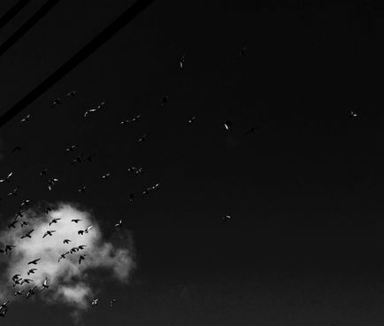 bird silhouettes and telephone wires