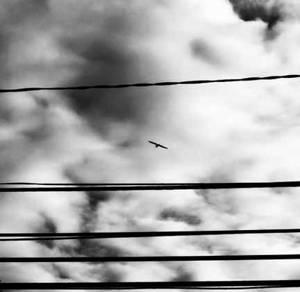 bird silhouettes and telephone wires