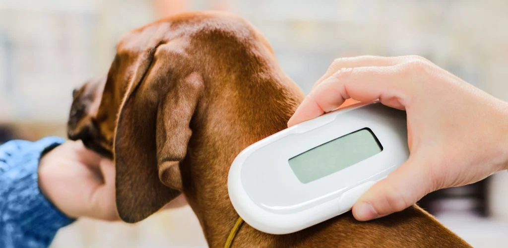 En hund blir temperatur sjekket av en veterinær.