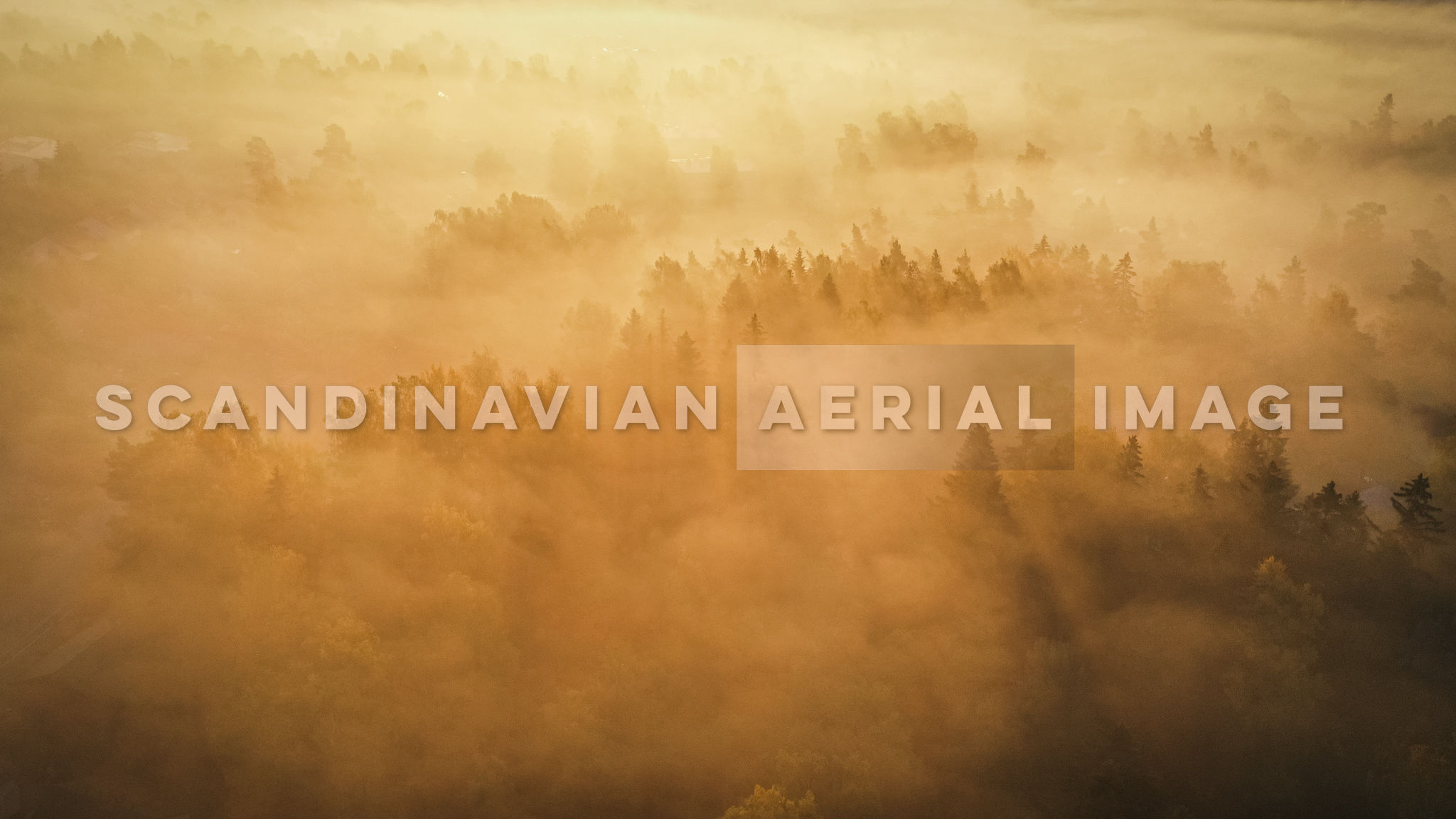 Golden foggy suburban morning 1