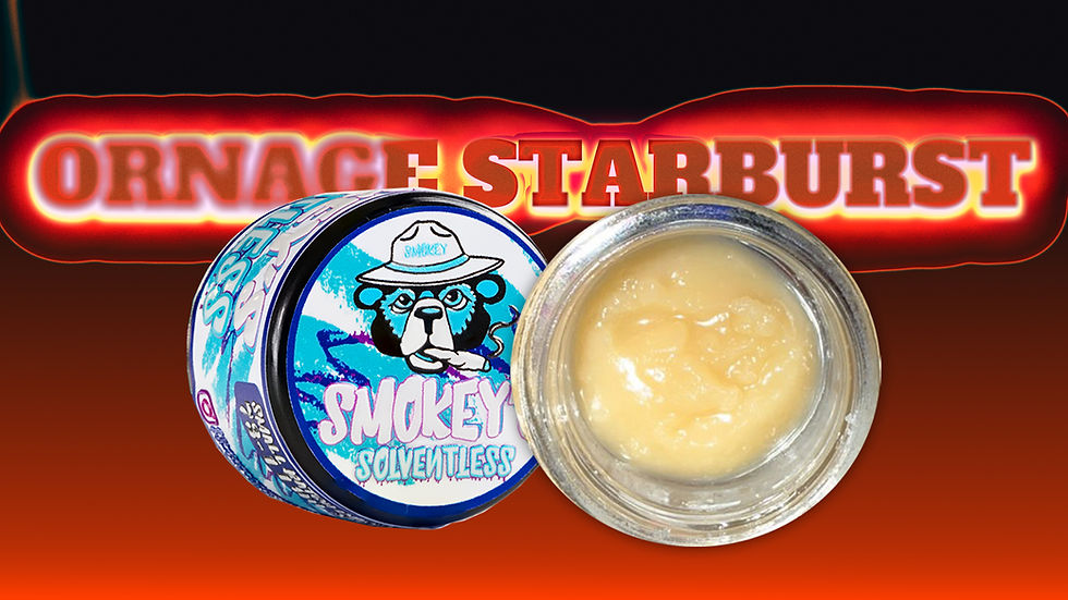 Smokey’s Solventless Orange Starburst golden-blonde, buttery landscape, shimmering with terpene pools