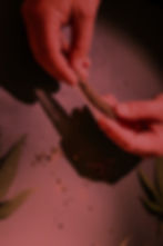 Hands rolling cone with cannabis