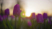 purple-flowers-tulips-swaying-gently-from-a-weak-wind-the-rays-of-the-setting-sun-beau-SBI