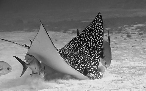 COR_Eagle Ray_03.jpg