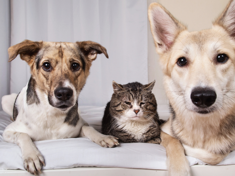 Two dogs and a cat are sitting on the bed