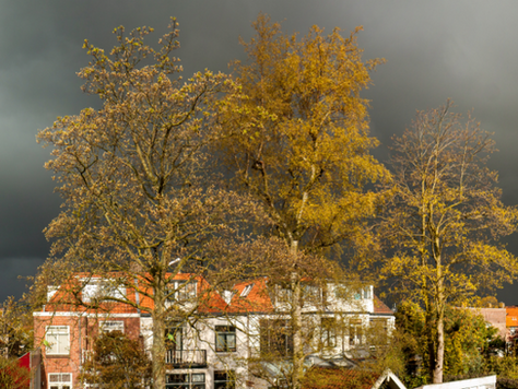 Dark sky, autumn leaves and houses in the background