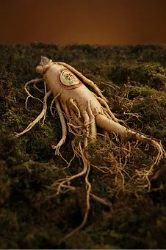 ginseng1webp_edited.png