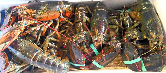 live-lobsters-hero_edited.jpg