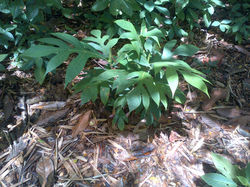 Breadfruit Plant