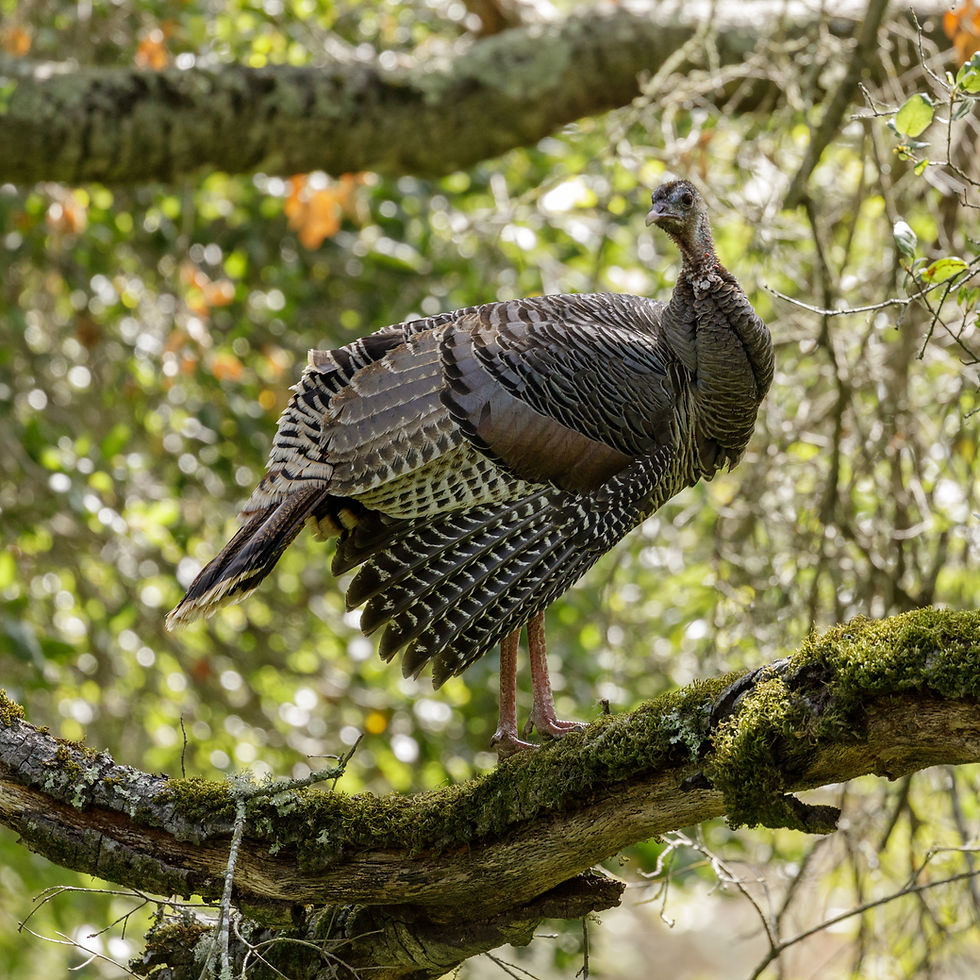 Understanding Roosting Networks: The Ecological Role of Hub and Satellite Roosts in Eastern Wild Turkeys