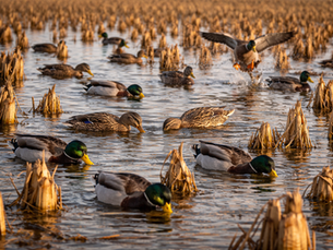 Flooded Corn and Migrating Ducks: What Science Actually Supports in a Changing Flyway