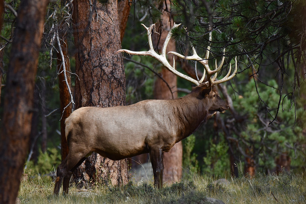 Beyond Nostalgia: A Scientific Evaluation of Elk Reintroduction in Ohio